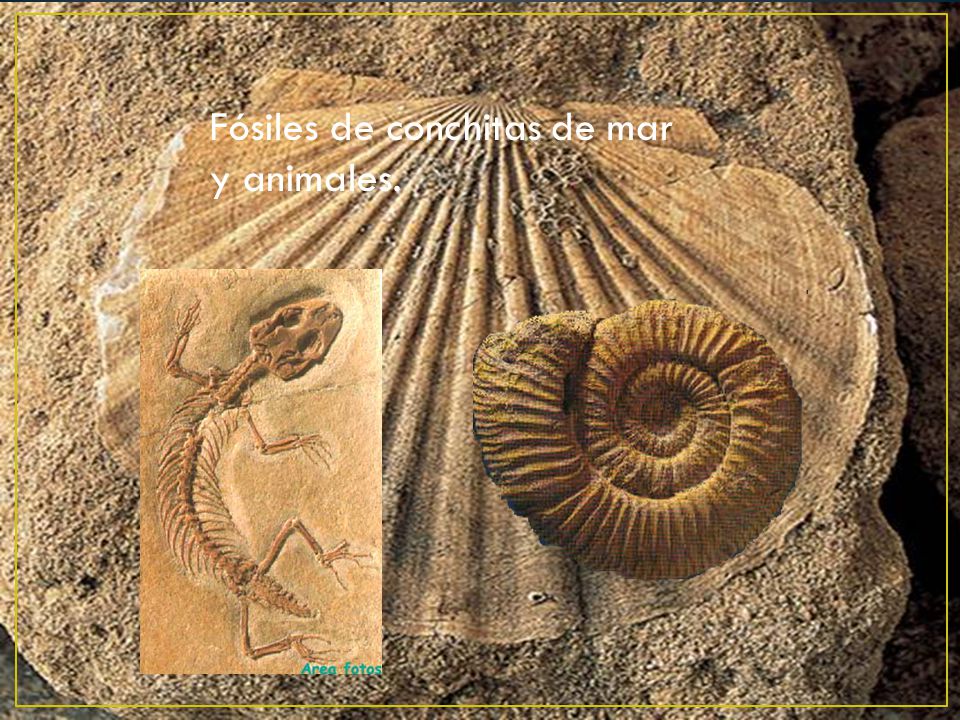 Fósiles de conchitas de mar y animales.