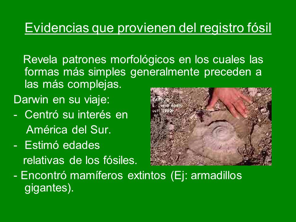 Evidencias que provienen del registro fósil