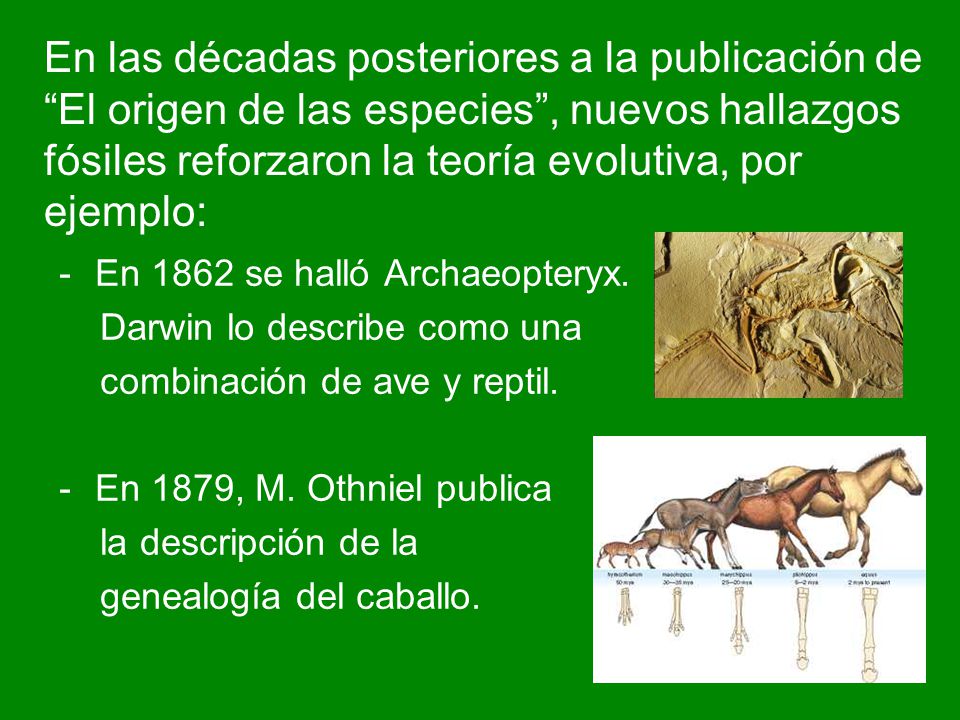 En las décadas posteriores a la publicación de El origen de las especies , nuevos hallazgos fósiles reforzaron la teoría evolutiva, por ejemplo: