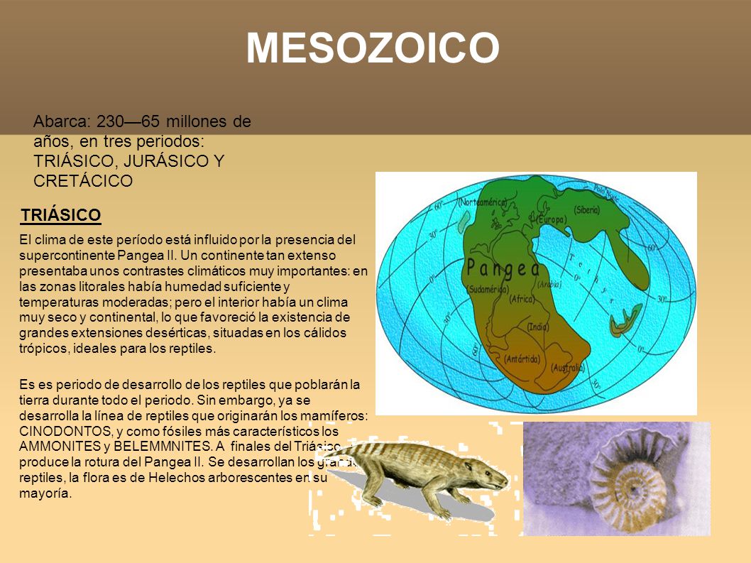MESOZOICO Abarca: 230—65 millones de años, en tres periodos: TRIÁSICO, JURÁSICO Y CRETÁCICO. TRIÁSICO.