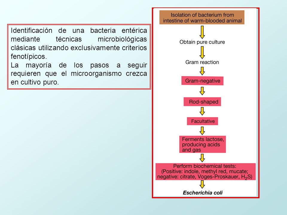 Identificación de una bacteria entérica mediante técnicas microbiológicas clásicas utilizando exclusivamente criterios fenotípicos.