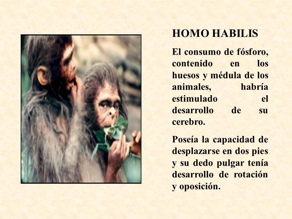 HOMO HABILIS El consumo de fósforo, contenido en los huesos y médula de los animales, habría estimulado el desarrollo de su cerebro.