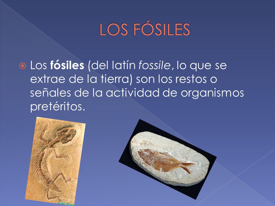 LOS FÓSILES Los fósiles (del latín fossile, lo que se extrae de la tierra) son los restos o señales de la actividad de organismos pretéritos.