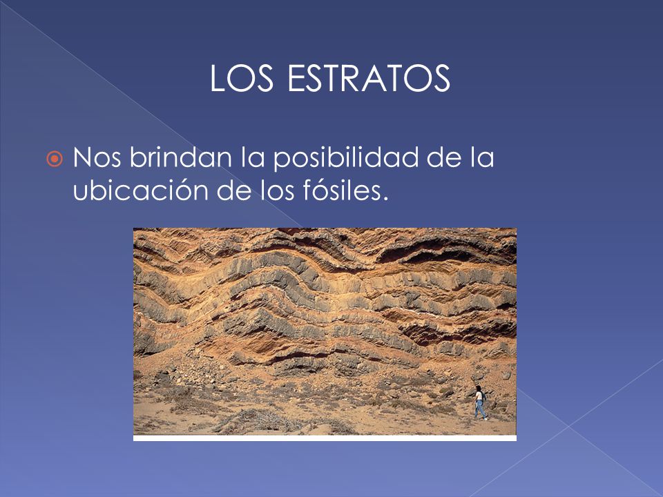 LOS ESTRATOS Nos brindan la posibilidad de la ubicación de los fósiles.