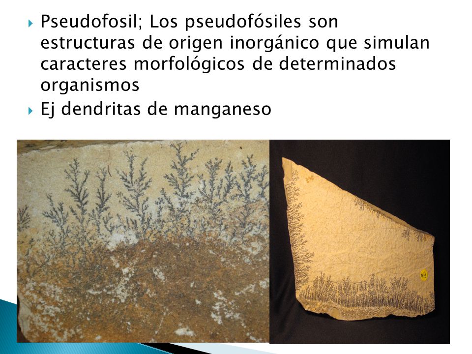Pseudofosil; Los pseudofósiles son estructuras de origen inorgánico que simulan caracteres morfológicos de determinados organismos