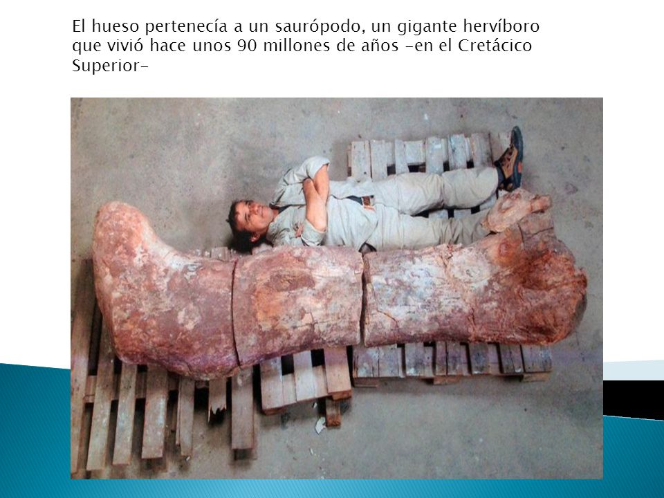 El hueso pertenecía a un saurópodo, un gigante hervíboro que vivió hace unos 90 millones de años -en el Cretácico Superior-