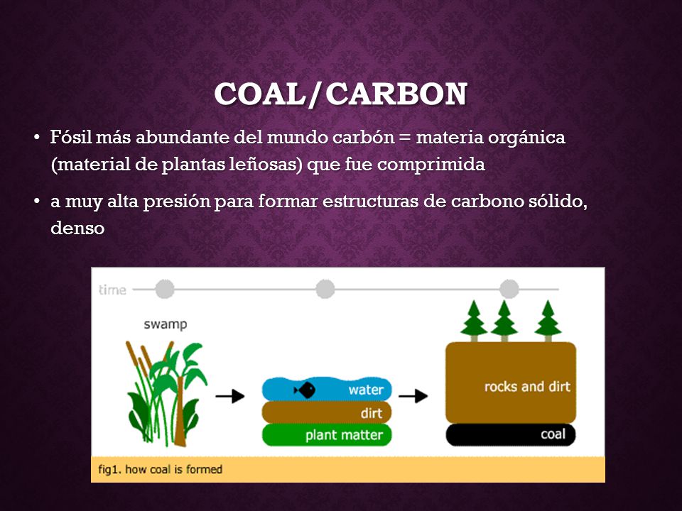Coal/CARBON Fósil más abundante del mundo carbón = materia orgánica (material de plantas leñosas) que fue comprimida.