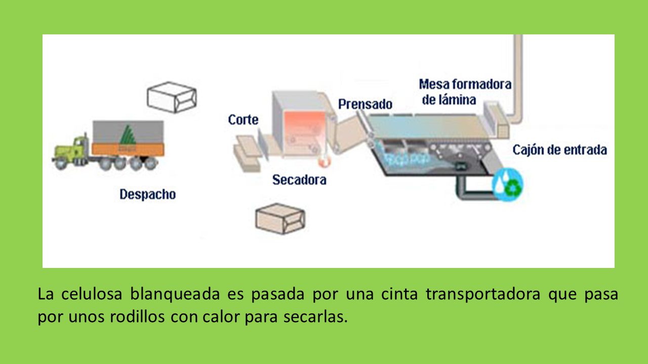 La celulosa blanqueada es pasada por una cinta transportadora que pasa por unos rodillos con calor para secarlas.