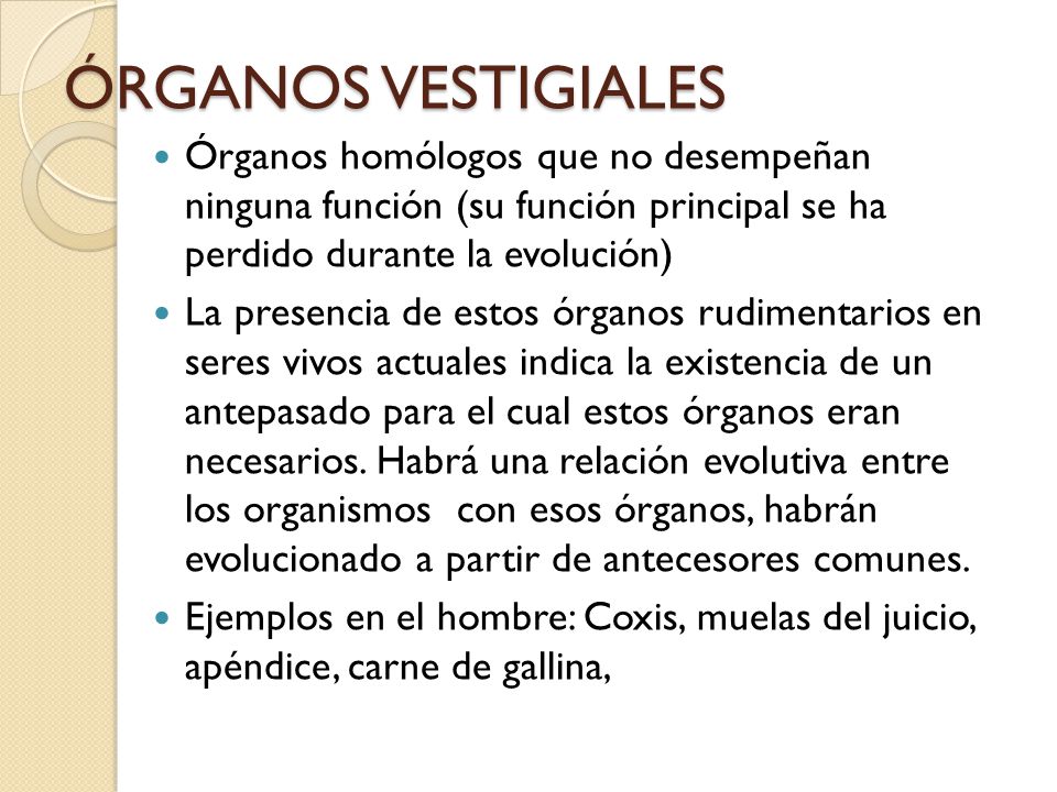 ÓRGANOS VESTIGIALES Órganos homólogos que no desempeñan ninguna función (su función principal se ha perdido durante la evolución)