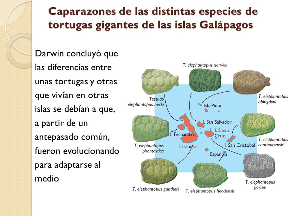 Caparazones de las distintas especies de tortugas gigantes de las islas Galápagos