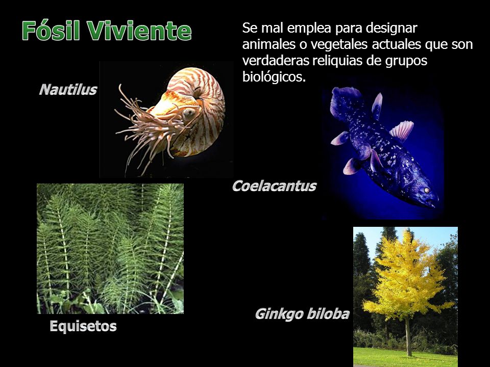 Fósil Viviente Se mal emplea para designar animales o vegetales actuales que son verdaderas reliquias de grupos biológicos.