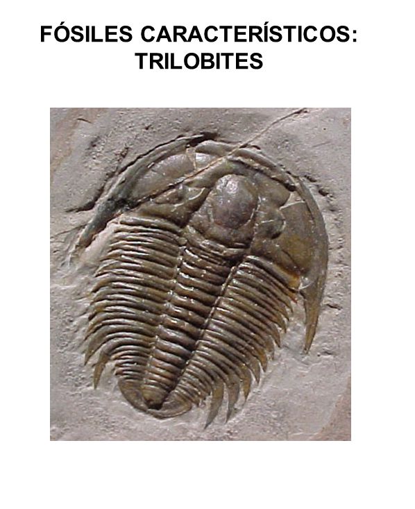 FÓSILES CARACTERÍSTICOS: TRILOBITES
