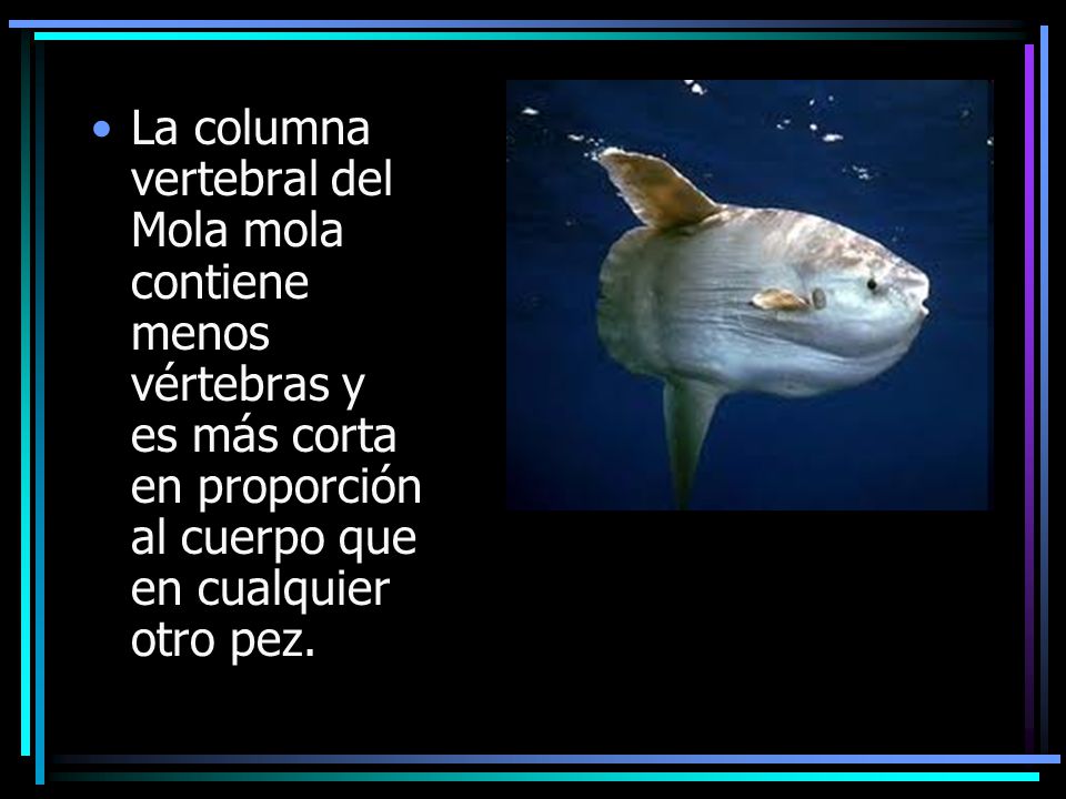 La columna vertebral del Mola mola contiene menos vértebras y es más corta en proporción al cuerpo que en cualquier otro pez.
