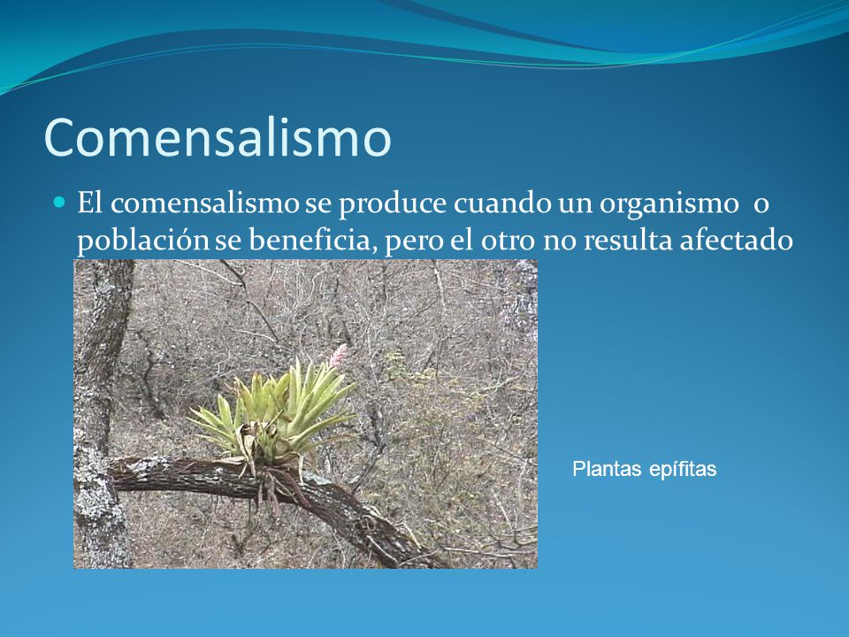 Comensalismo El comensalismo se produce cuando un organismo o población se beneficia, pero el otro no resulta afectado.
