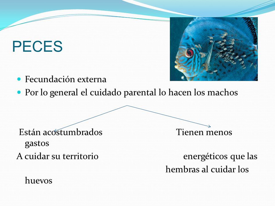 PECES Fecundación externa