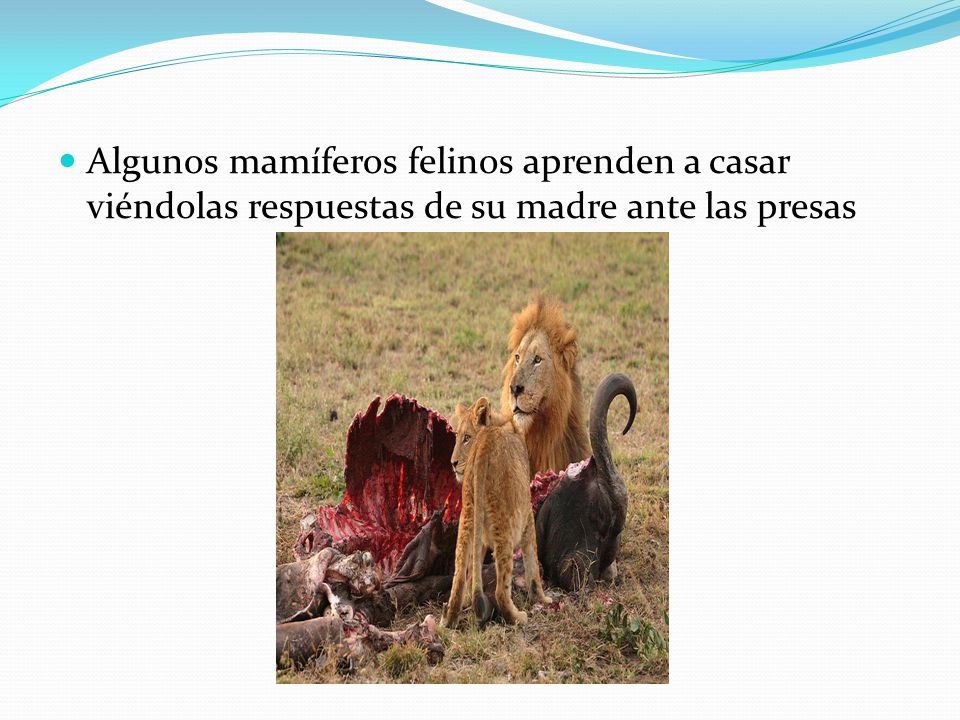 Algunos mamíferos felinos aprenden a casar viéndolas respuestas de su madre ante las presas