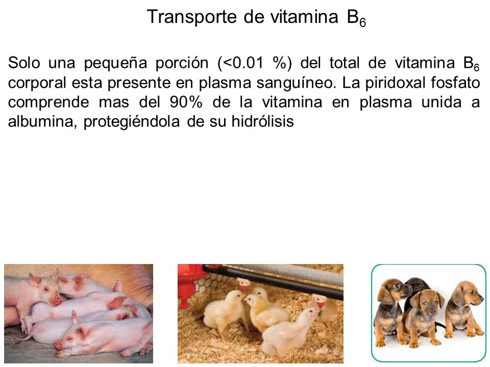 Transporte de vitamina B6