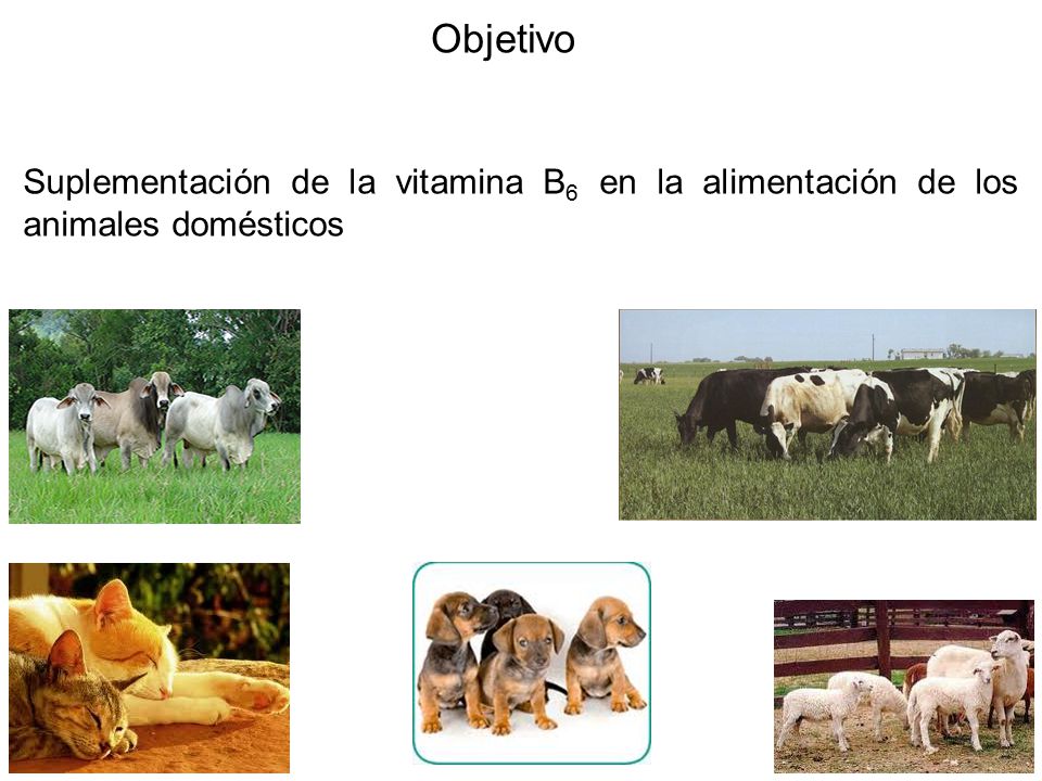 Objetivo Suplementación de la vitamina B6 en la alimentación de los animales domésticos