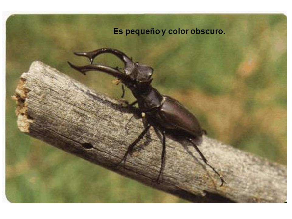 Es pequeño y color obscuro.