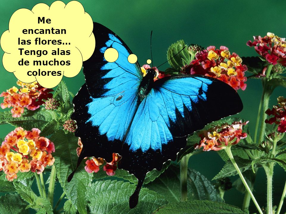 Me encantan las flores… Tengo alas de muchos colores