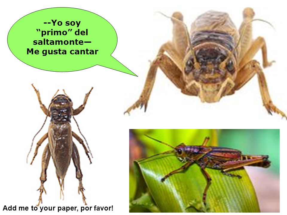 --Yo soy primo del saltamonte— Add me to your paper, por favor!