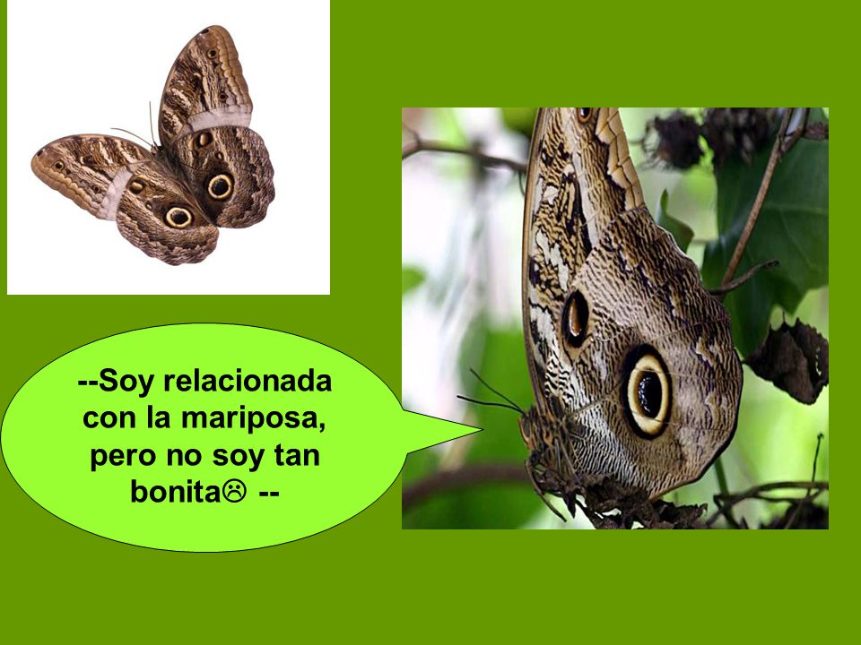 --Soy relacionada con la mariposa, pero no soy tan bonita --