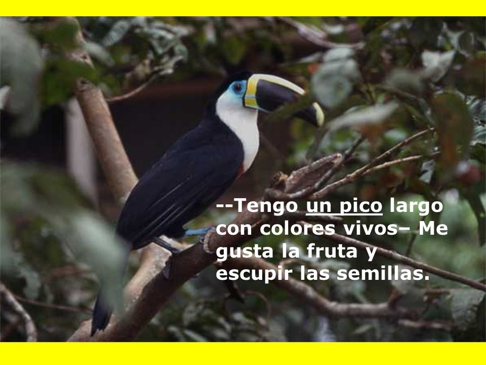 --Tengo un pico largo con colores vivos– Me gusta la fruta y escupir las semillas.