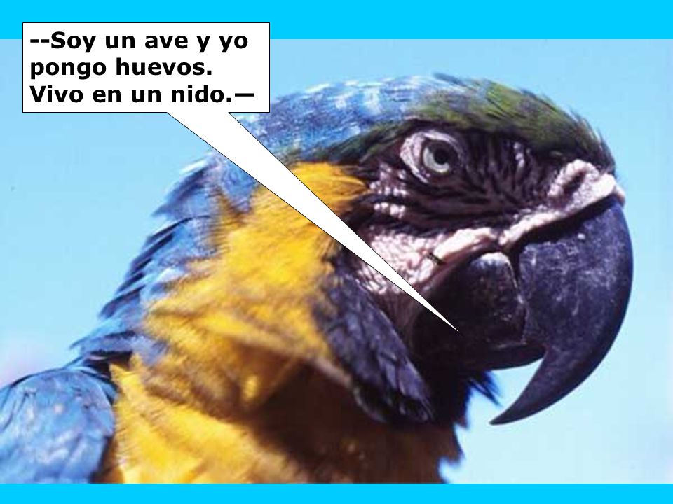 --Soy un ave y yo pongo huevos. Vivo en un nido.—
