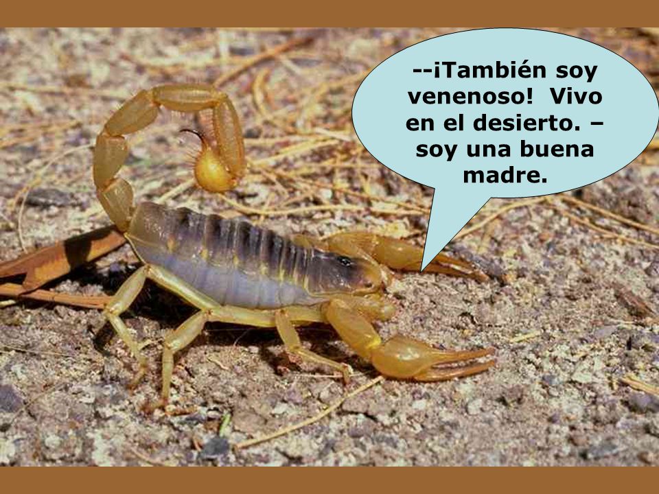 --¡También soy venenoso! Vivo en el desierto. – soy una buena madre.