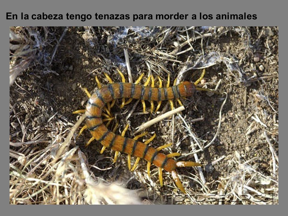 En la cabeza tengo tenazas para morder a los animales