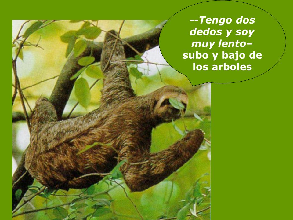 --Tengo dos dedos y soy muy lento– subo y bajo de los arboles