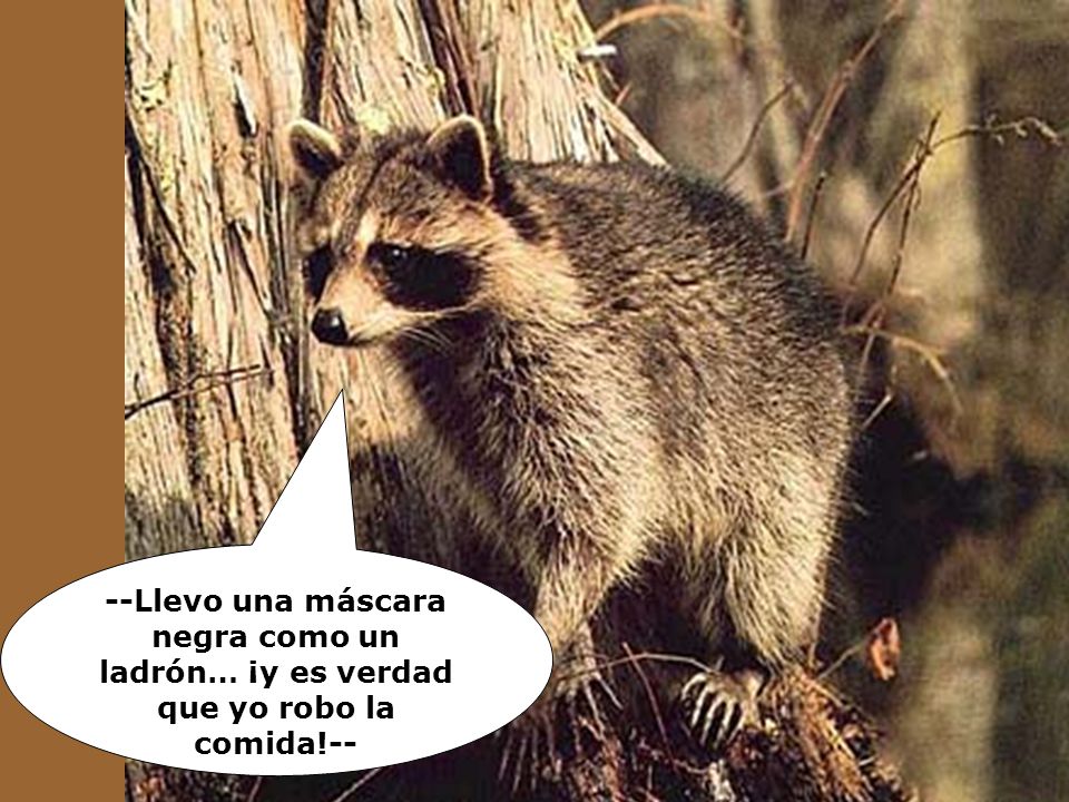 --Llevo una máscara negra como un ladrón… ¡y es verdad que yo robo la comida!--