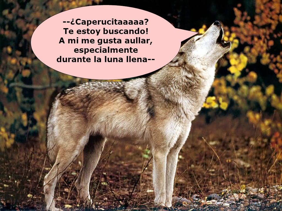 A mi me gusta aullar, especialmente durante la luna llena--