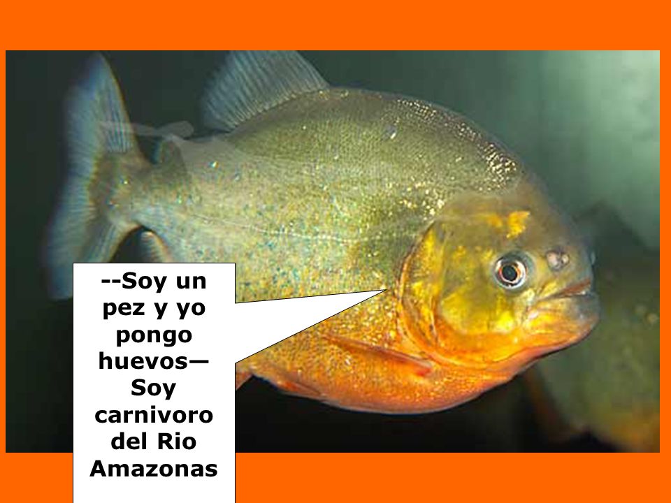 --Soy un pez y yo pongo huevos— Soy carnivoro del Rio Amazonas