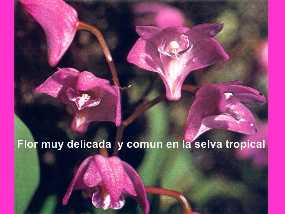 Flor muy delicada y comun en la selva tropical