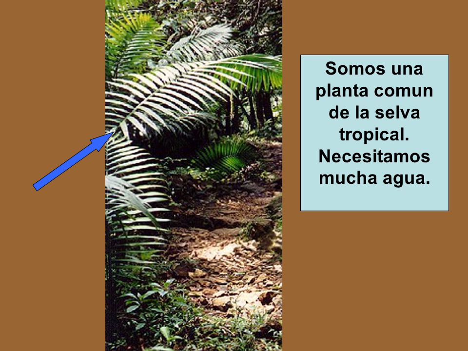 Somos una planta comun de la selva tropical. Necesitamos mucha agua.