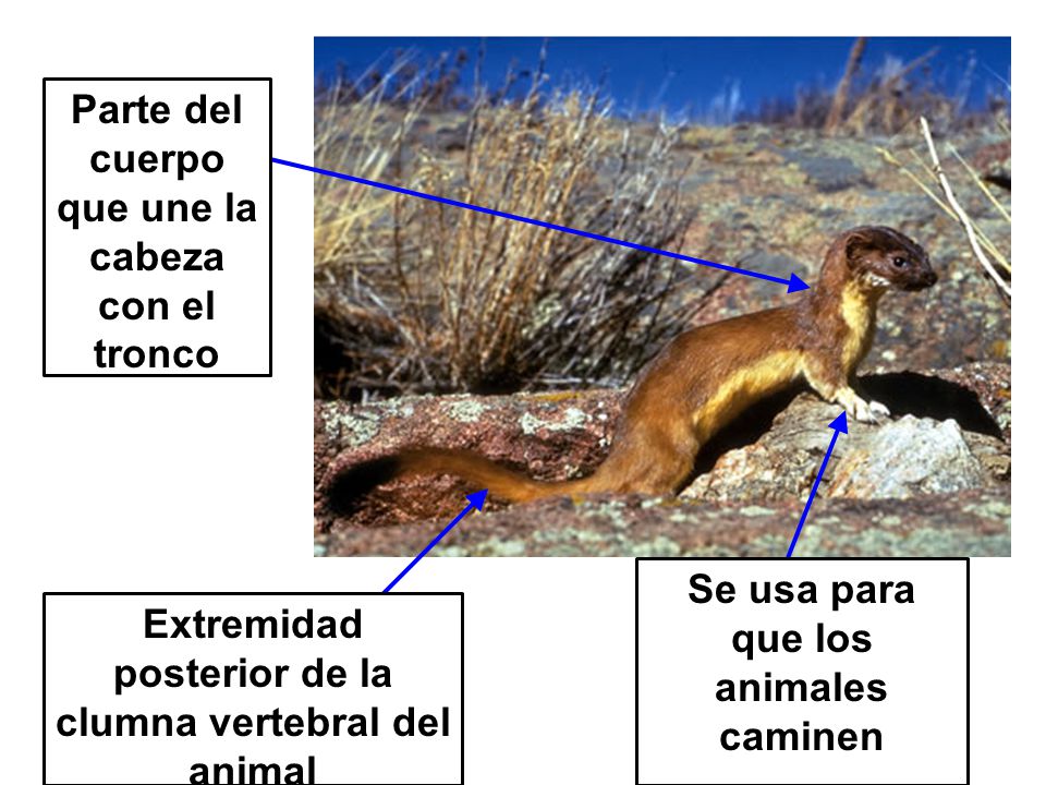 Parte del cuerpo que une la cabeza con el tronco