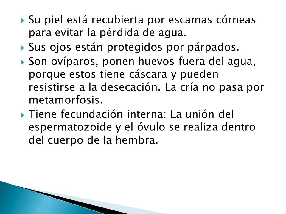 Su piel está recubierta por escamas córneas para evitar la pérdida de agua.