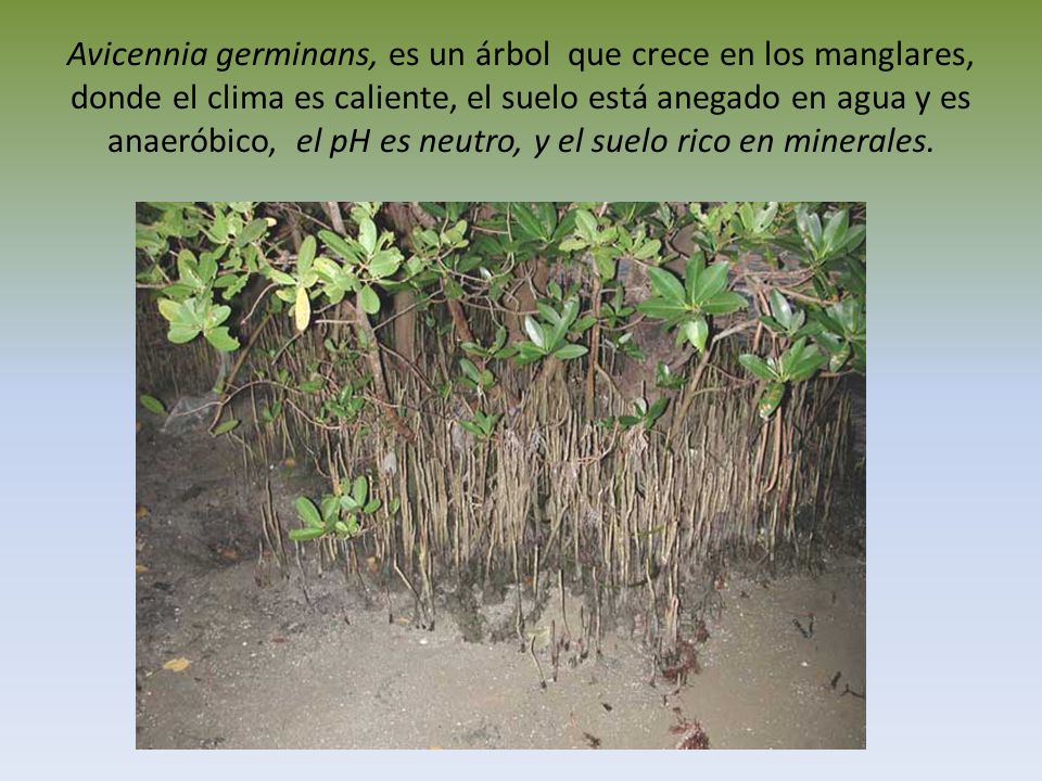 Avicennia germinans, es un árbol que crece en los manglares, donde el clima es caliente, el suelo está anegado en agua y es anaeróbico, el pH es neutro, y el suelo rico en minerales.