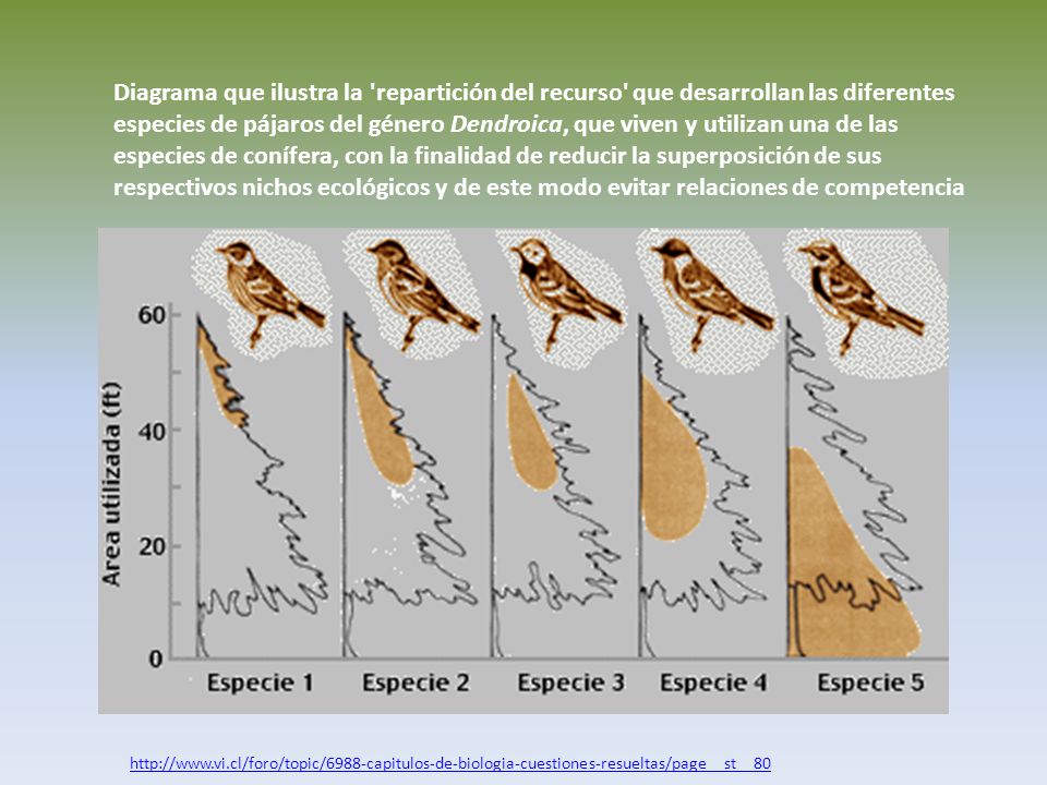 Diagrama que ilustra la repartición del recurso que desarrollan las diferentes especies de pájaros del género Dendroica, que viven y utilizan una de las especies de conífera, con la finalidad de reducir la superposición de sus respectivos nichos ecológicos y de este modo evitar relaciones de competencia