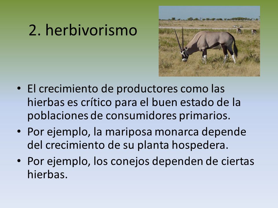 2. herbivorismo El crecimiento de productores como las hierbas es crítico para el buen estado de la poblaciones de consumidores primarios.