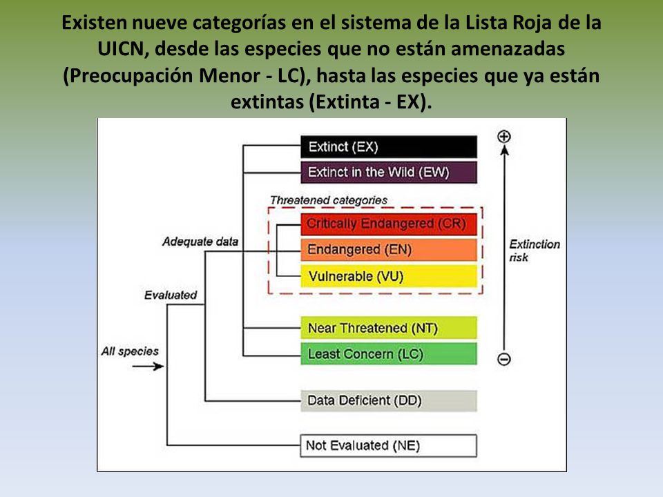 Existen nueve categorías en el sistema de la Lista Roja de la UICN, desde las especies que no están amenazadas (Preocupación Menor - LC), hasta las especies que ya están extintas (Extinta - EX).