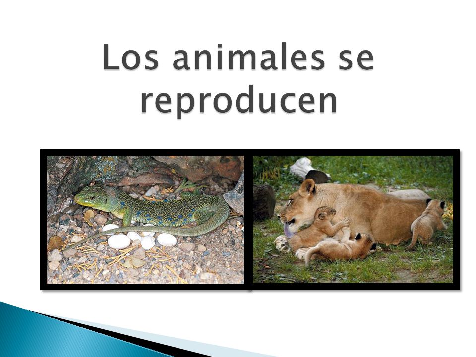 Los animales se reproducen