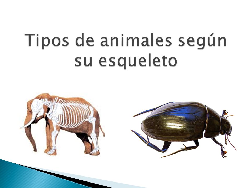 Tipos de animales según su esqueleto