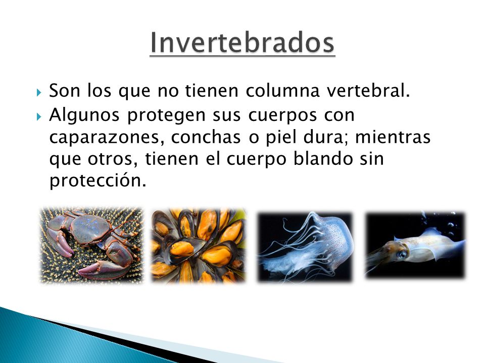 Invertebrados Son los que no tienen columna vertebral.