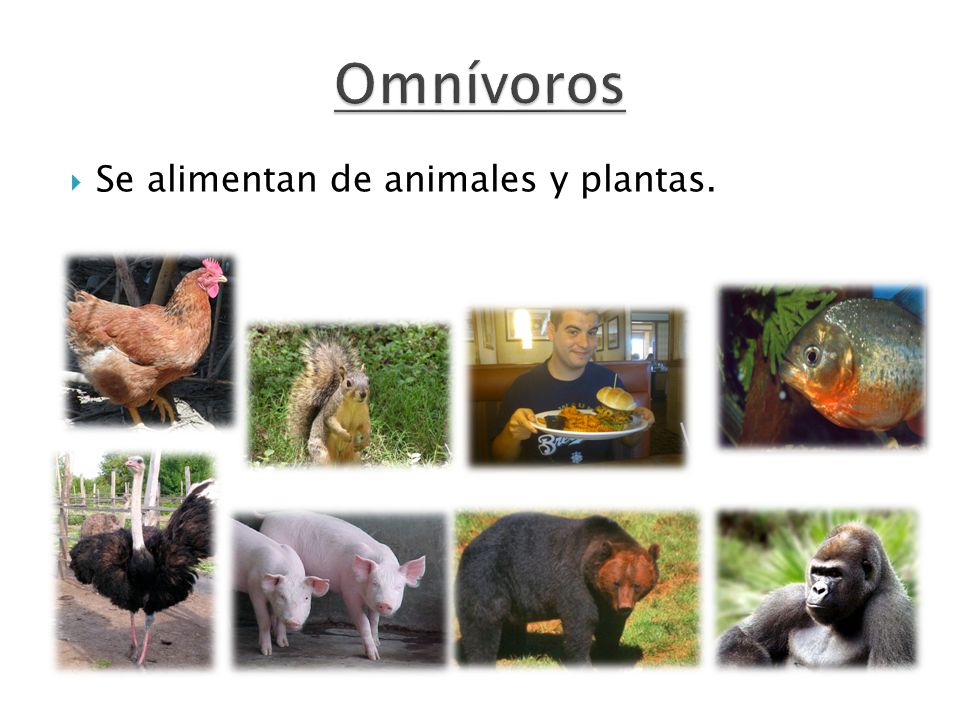 Omnívoros Se alimentan de animales y plantas.