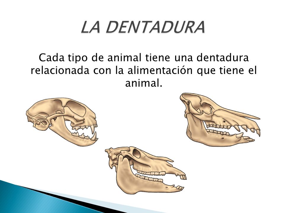 LA DENTADURA Cada tipo de animal tiene una dentadura relacionada con la alimentación que tiene el animal.