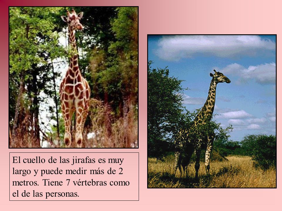 El cuello de las jirafas es muy largo y puede medir más de 2 metros