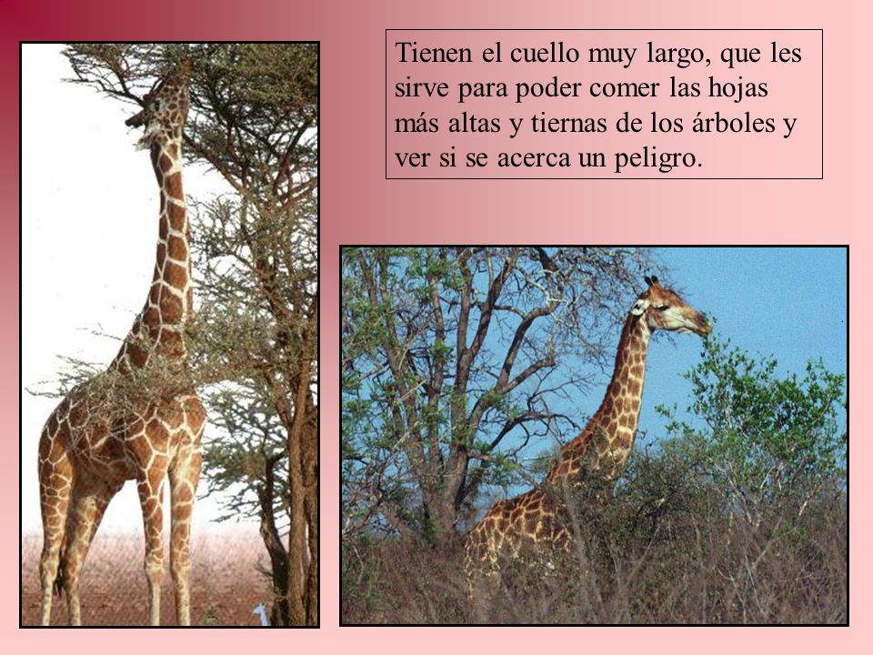 Tienen el cuello muy largo, que les sirve para poder comer las hojas más altas y tiernas de los árboles y ver si se acerca un peligro.