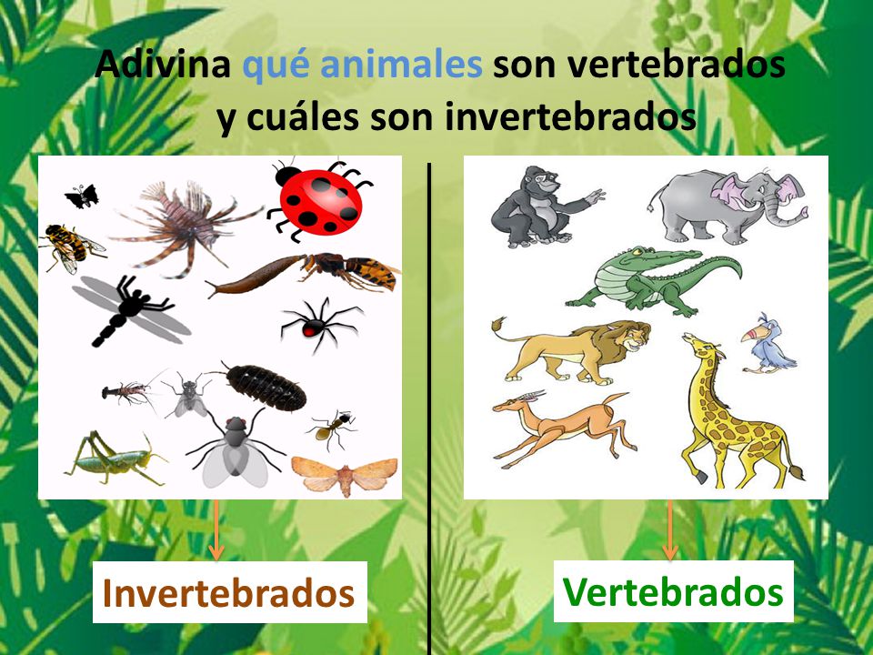 Adivina qué animales son vertebrados y cuáles son invertebrados